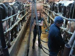 DAY 174: Milking filthy cows | Hey man, now youre really living