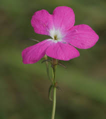 Image result for Cycnium