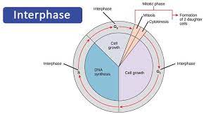 G1 phase g1 phase is the time during which the cell makes more proteins so that it can grow to its proper size. Interphase Definition Stages Cell Cycle With Diagram Video Cell Cycle Cell Processes Daughter Cells