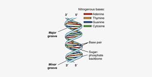 They are the same as the real ones that they use at school, so the kids can get the highest grade possible. Image Of A Dna Double Helix Illustrating Its Right Handed Dna Structure Transparent Png 377x340 Free Download On Nicepng