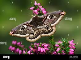 Image result for Pavonia clathrata