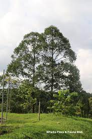 Daun dan buah pokok merawan siput jantan. Hopea Odorata Roxb