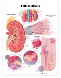 The Kidney Laminated Anatomical Chart