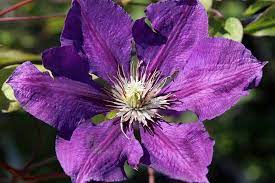 We did not find results for: The 27 Best Cold Hardy Clematis Varieties Gardener S Path