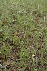 Image result for Aristida rhiniochloa