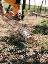 September abzuschneiden oder auf den stock zu setzen. Baum Fallen So Geht Es Richtig Und Sicher Westwing