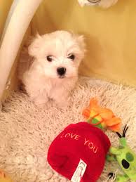 Jun 18, 2021 · denver reached 100 degrees three times this week, which is more times than in all of 2020. Maltese Puppies For Sale Denver Co Maltese Puppies For Sale Maltese Puppy Maltese