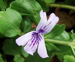 Image result for Ochna barbosae