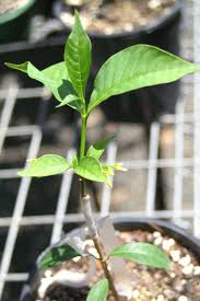 Image result for Tabernanthe