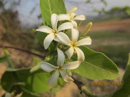 Image result for Holarrhena