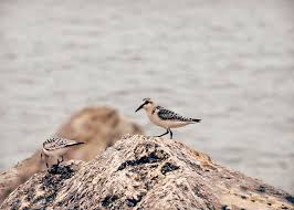 Birds Native To Michigan Pin On Vanilla Extinction Photography