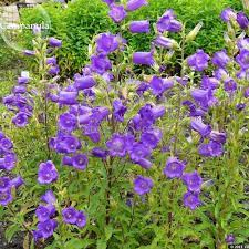 Gift 300 Seeds Lilac Canterbury Bells Yard Garden Outdoor Living Plants Seeds Bulbs