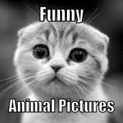 200 pieces of funny animal pictures. Funny Animal Pictures Home Facebook