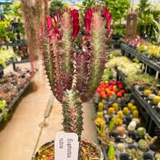 Image result for Euphorbia rubriflora
