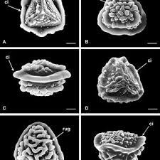 Image result for Pteris muricella