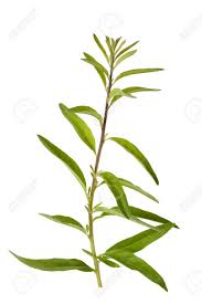 Image result for Polystachya laurentii