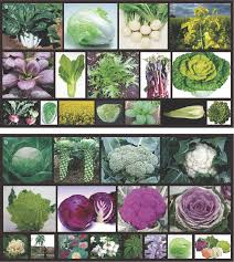 Image result for Brassica