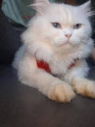 تعديل: الحمدلله رجع ليو بخير وسلامة🥹🥹 قطي طلع مبارح الضهر من البيت ولهلأ  ما رجع 😢 هي أول مرة بيطلع ..القط جبان كتير اسمو (ليو) بينتبه على اسمو  الشيخضاهر قرب معهد إيكارد