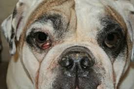 Check spelling or type a new query. Cherry Eye In Small Breed Dogs Causes Treatment Costs