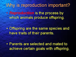 What is the process of reproduction in animals. Lesson Understanding Animal Reproduction Interest Approach Explain How