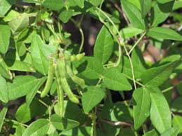 Image result for Vigna luteola