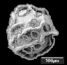 Image result for Selaginella vanderystii