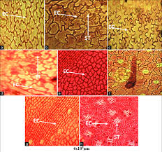 Image result for Allophylus africanus