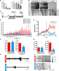 Posted by devion 9 september 2020, 10:58 am. Antagonizing Increased Mir 135a Levels At The Chronic Stage Of Experimental Tle Reduces Spontaneous Recurrent Seizures Journal Of Neuroscience