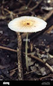 Image result for Coprinus sp.