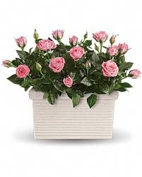 Potpourriflowers.com is tracked by us since december, 2019. Rose Repose In Cheyenne Wy Underwood Flowers Gifts Llc
