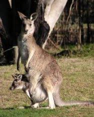 The joey, or baby kangaroo, remains in the pouch from anywhere between 120 and 400 days, depending on species. Animals Red Kangaroo