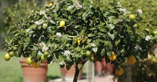 How many lemons does a lemon tree produce in its lemon trees are prone to several leaf diseases, including leaf spot (mycosphaerella horii) and algal leaf spot (cephaleuros virescens). How To Grow Lots Of Fruit On Your Citrus Trees Homes To Love