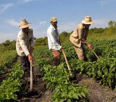 Maybe you would like to learn more about one of these? Recursos Para Pequeno Agricultor Crescem 20 Amures Associacao De Municipios Da Regiao Serrana