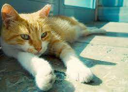 Can Street Cats And Stray Cats Become Pets Stray Cat Cats Pets Cats