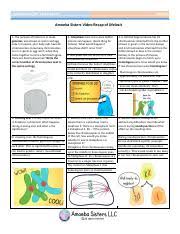 Cells alive mitosis cell parts and mitosis phase. Julia Nordstrom Meiosisphases Cells Alive Pdf Cells Alive Meiosis Phase Worksheet Match The Picture To The Phase Diploid Cell Tell What S Happening Course Hero