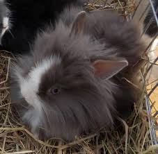 Having a cat or a dog as a companion can be. Pedigreed Blue Eyed Lionhead Bunny Rabbits For Sale In Johnstown Pennsylvania Classified Americanlisted Com