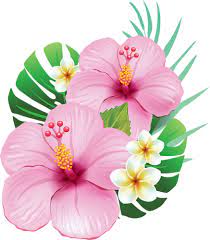 Flores Hawai Png Transparent Images Free Png Images Vector Psd Clipart Templates Large collections of hd transparent floral vector png images for free download. flores hawai png transparent images