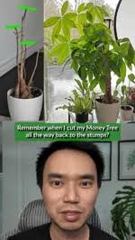 Staghorn fern not looking great