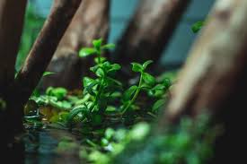 Image result for Bacopa monnieri