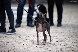 However, they're also loving and affectionate with human family members. American Hairless Terrier Die Hunde Werden Zwar Behaart Geboren Aci E V