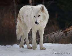Arctic Wolf Arctic Wolf Wolf Spirit Animal Wolf Dog