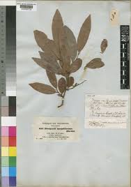 Image result for Diospyros sp. no. 1 sensu FZ