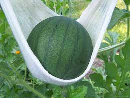 How to grow sugar baby watermelons in a garden. Pin By Rachel Stowe On Gardening Sugar Baby Watermelon Vertical Vegetable Gardens Watermelon