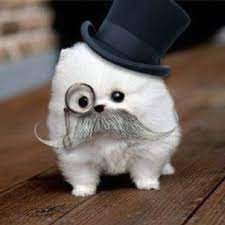 Pin On Handlebar Mustache