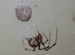 Very often the black widow will dot inject any venom into the bit and no serious if you are bitten by a black widow spider you may experience on or more of the symptoms listed below. 7 Home Remedies To Treat Spider Bites Organic Pest Control Nyc