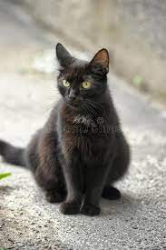 Maybe you would like to learn more about one of these? 259 Pregnant Black Cat Photos Free Royalty Free Stock Photos From Dreamstime