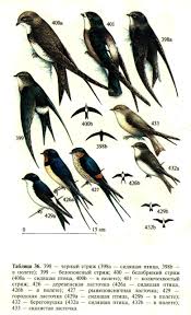 Результат пошуку зображень за запитом "стриж"