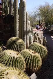 Pin By Makedogardens On Succulent Water Wise Garden Ideas Desert Botanical Garden Cacti And Succulents Arizona Gardening