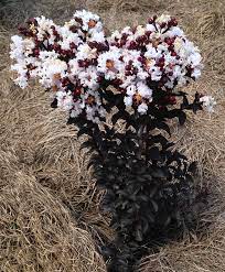This crapemyrtle released by the usda has blush pink, nearly white blooms with contrasting, intense black leaves. Blush Black Diamond Crape Myrtle For Sale Online The Tree Center