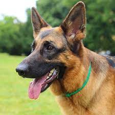German shepherd puppies are also vulnerable to haemophilia. German Shepherd Pdsa